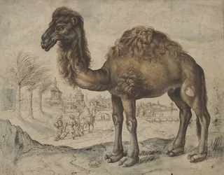 Dromadaire dans un paysage oriental avec une ville, 1600 (encre et pinceau sur papier)